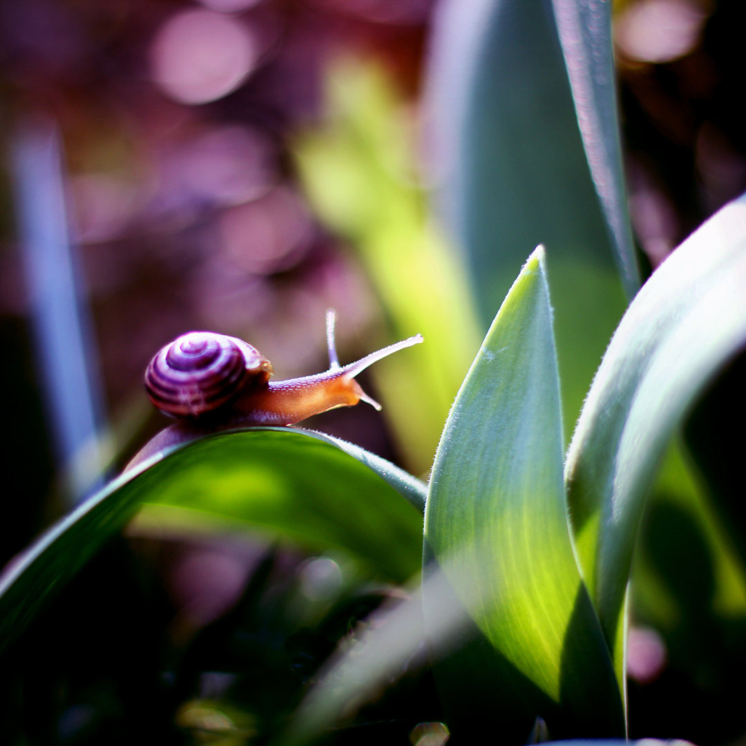 Schnecke - gewickelte Leinwandfotografie