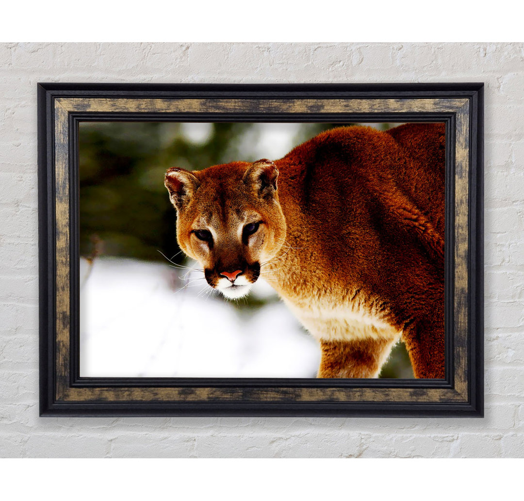 Florida Panther In The Snow - Einzelne Bilderrahmen Kunstdrucke