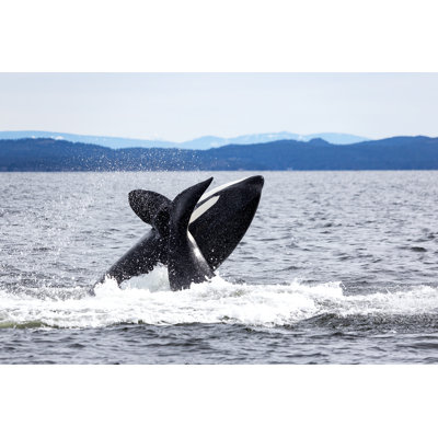 Heiden Whales by JolyFive - Wrapped Canvas Print