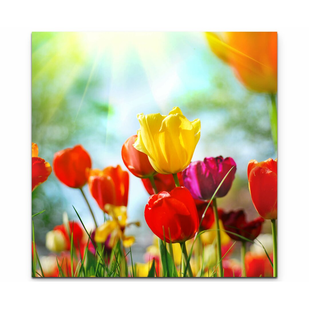 Leinwandbild Bunte Tulpen im Sonnenschein