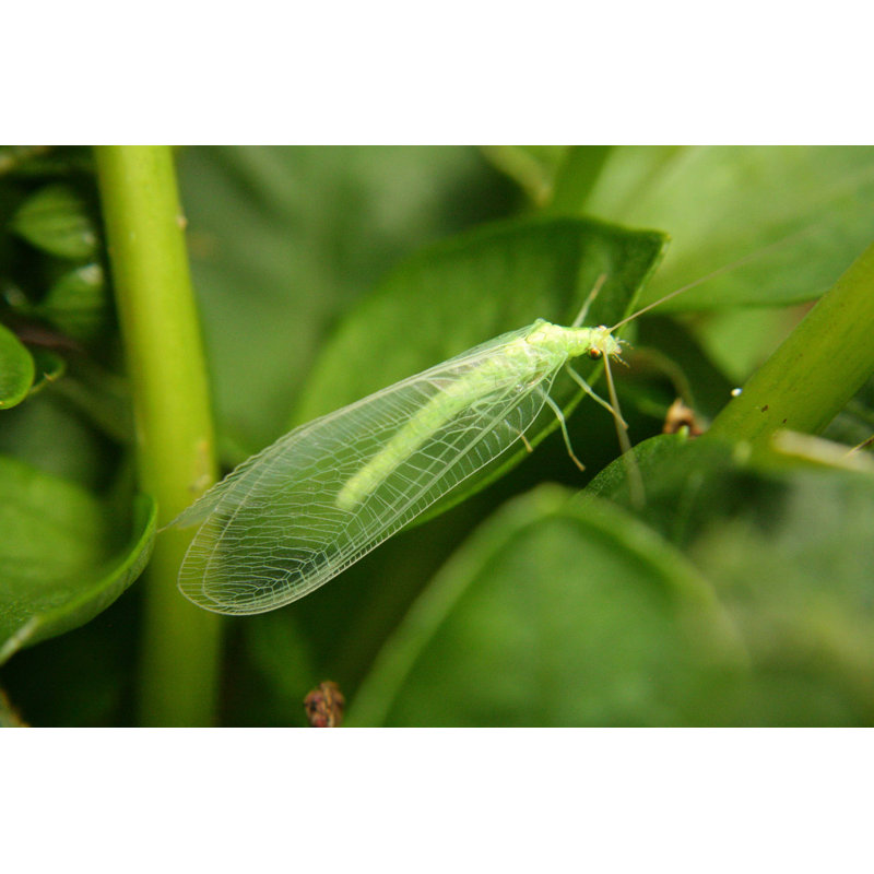 Green Lacewings - Photographie sur toile tendue, H 8 po x l 12 po