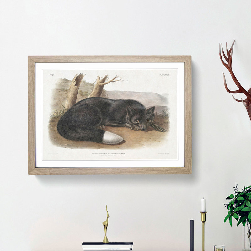 American Black Fox by J.W. Audubon - Single Picture Frame Painting, 45cm H x 63cm W x 2cm D, Oak Framed