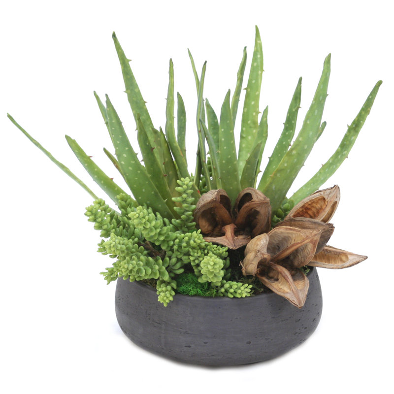 Succulent Mix In Rough Stone Black Bowl