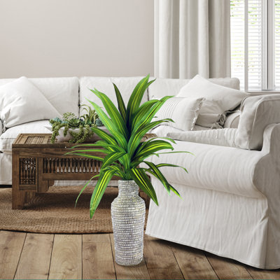 50-Inch Variegated Dracaena in White Floor Urn Basket