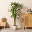 Arbre Dracaena de 6 pi Adcock-122512141