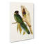 Yellow-Collared Parakeets by Elizabeth Gould - Wrapped Canvas-55320059