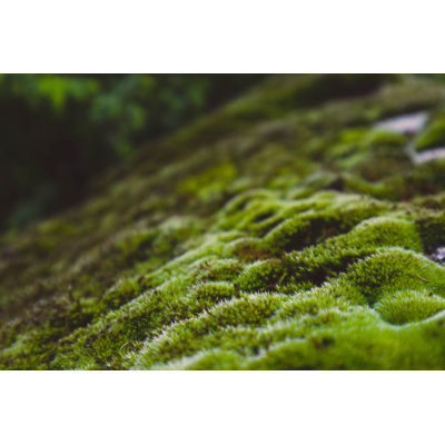 Fond naturel - Photographie sur toile tendue