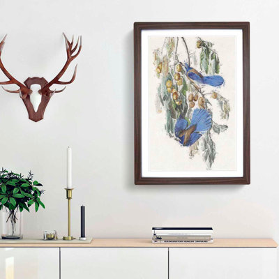 Florida Jay by John Audubon - Framed Print