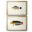 Collection de poissons tropicaux III - ensemble de 2 reproductions de cadres photo-114355885-114355882