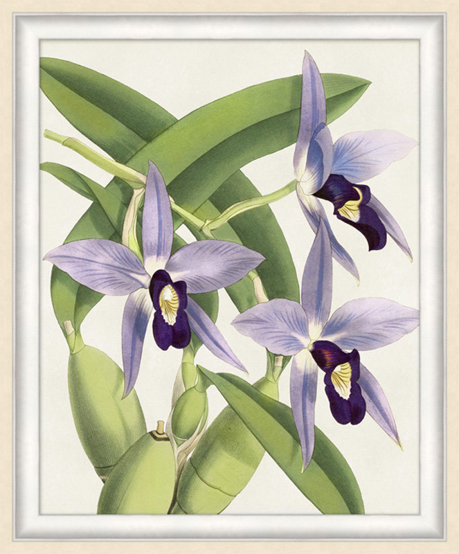 Orchid 2 Print