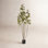 48" Cotinus Coggygria Tree in Pot
