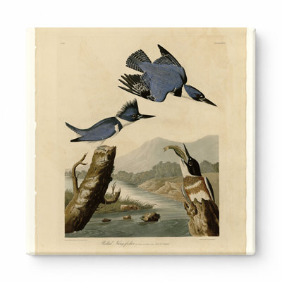 Martin-pêcheur ceinturé (1827) - art mural carré sur toile