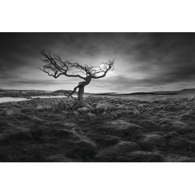 Lonesome 1 Piece Wrapped Canvas Wall Art
