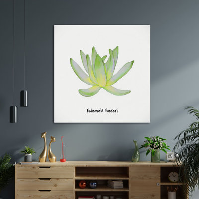 " Echeveria Hookeri I "