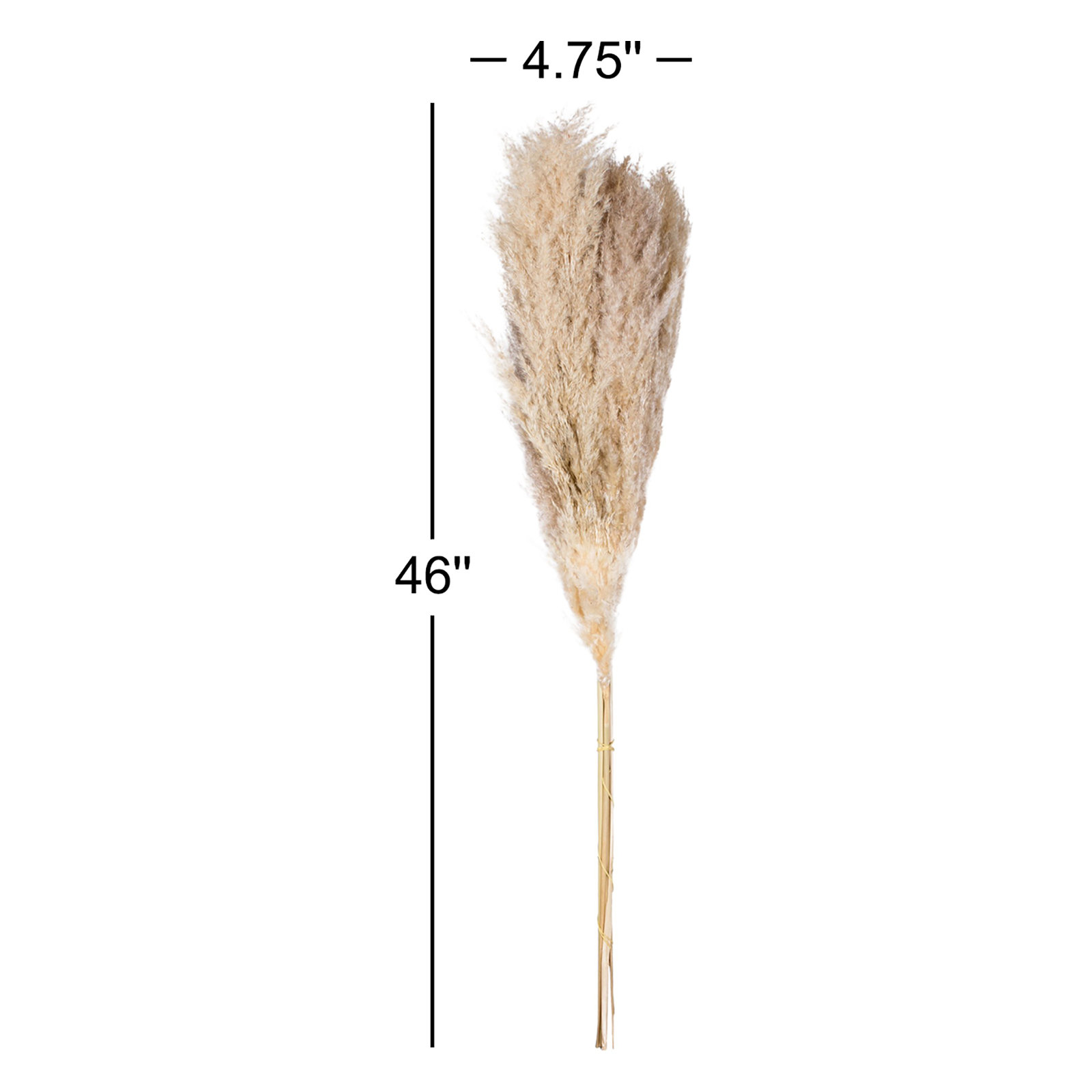 46" Dried Natural Pampas Grass, 6 pieces per Pack