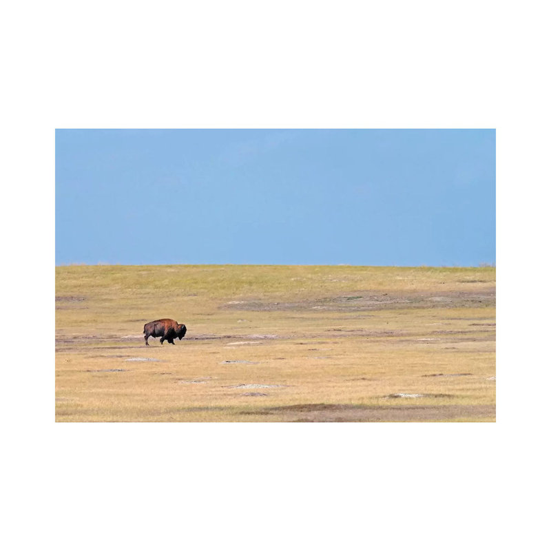 Solitary by Brian Wolf - Wrapped Canvas Print, 20.32cm H x 30.48cm W x 1.91cm D