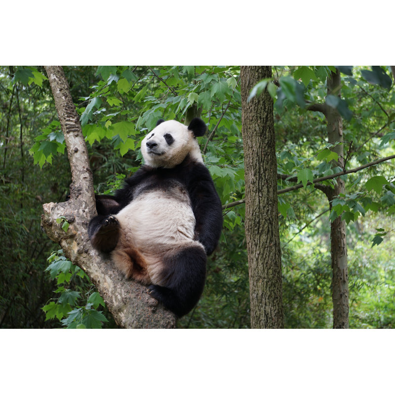 Fault Pandas Of China, H 8 po x l 12 po