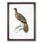 Lineated Peacock Pheasant Illustration by John Edward Gray - Picture Frame Painting Print-55580738-55580737