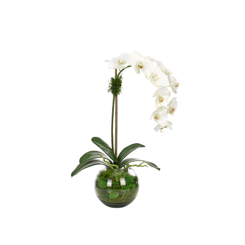 Real-Touch Orchid Phalaenopsis