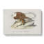 Bald Eagle by John Audubon - Wrapped Canvas-55304374
