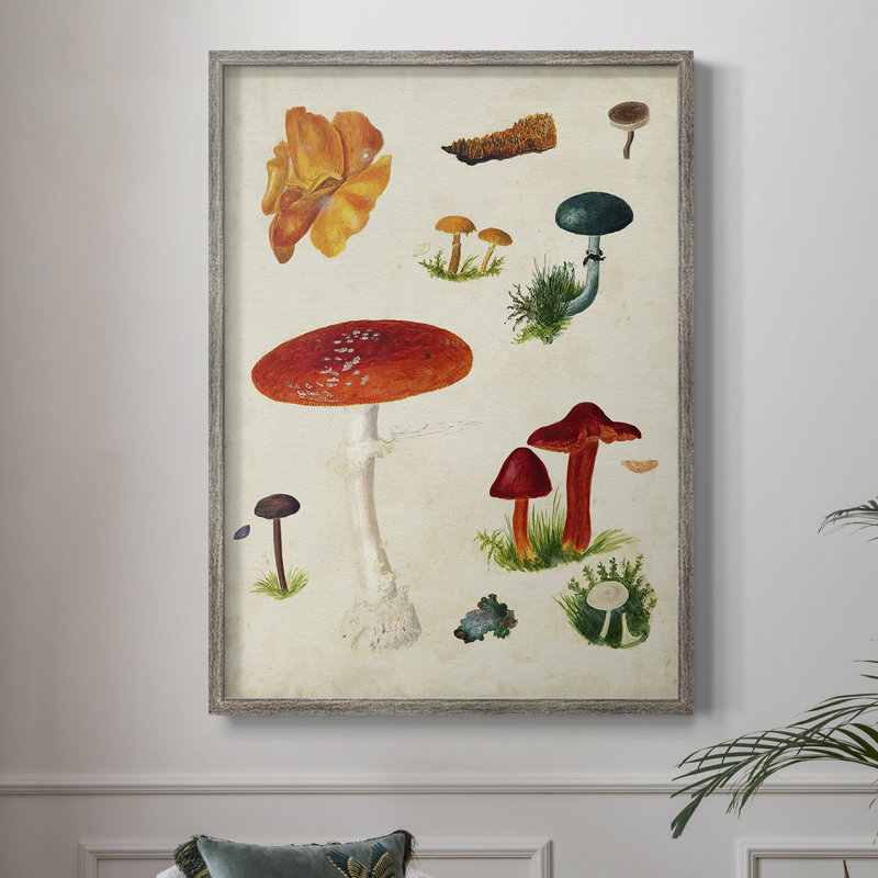 Reproduction encadrée champignon Mushroom Species, H 21 po x l 17 po