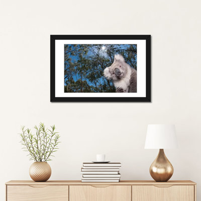 Koala in Gum Tree Forest, Victoria, Australie par Tui De Roy - impression sur toile tendue