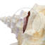 Parodi Large Queen Conch-159652154