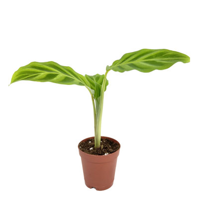 Calathea Zebrina - Live Plant in a 2 Inch Pot -Calathea 'Zebrina' - Starter Plants - Beautiful and Elegant Easy Care Indoor Houseplants from The Nursery