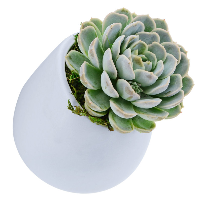 Pot de fleurs mural en plastique, Bleu, H 4 po x l 3,5 po x P 3,5 po