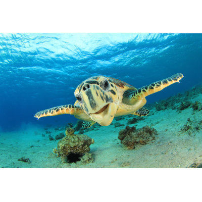 Hawksbill Sea Turtle - Wrapped Canvas Print