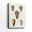 Collection Cone Shell VI - Cavas enveloppés de galerie-1331498834