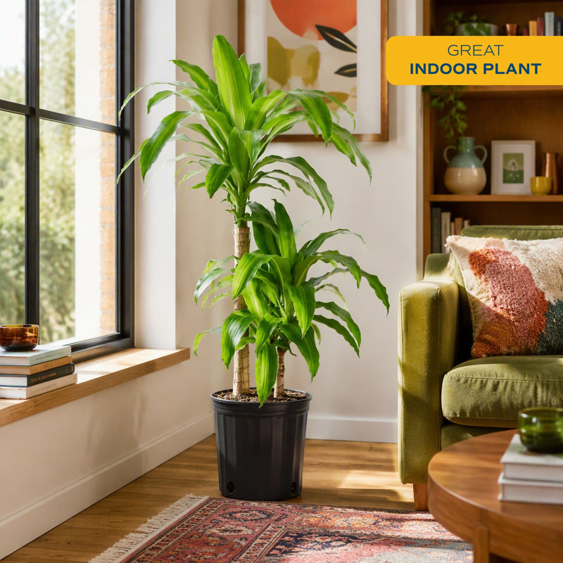 Mass Cane in Grower Pot