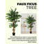 Arbre ficus en pot