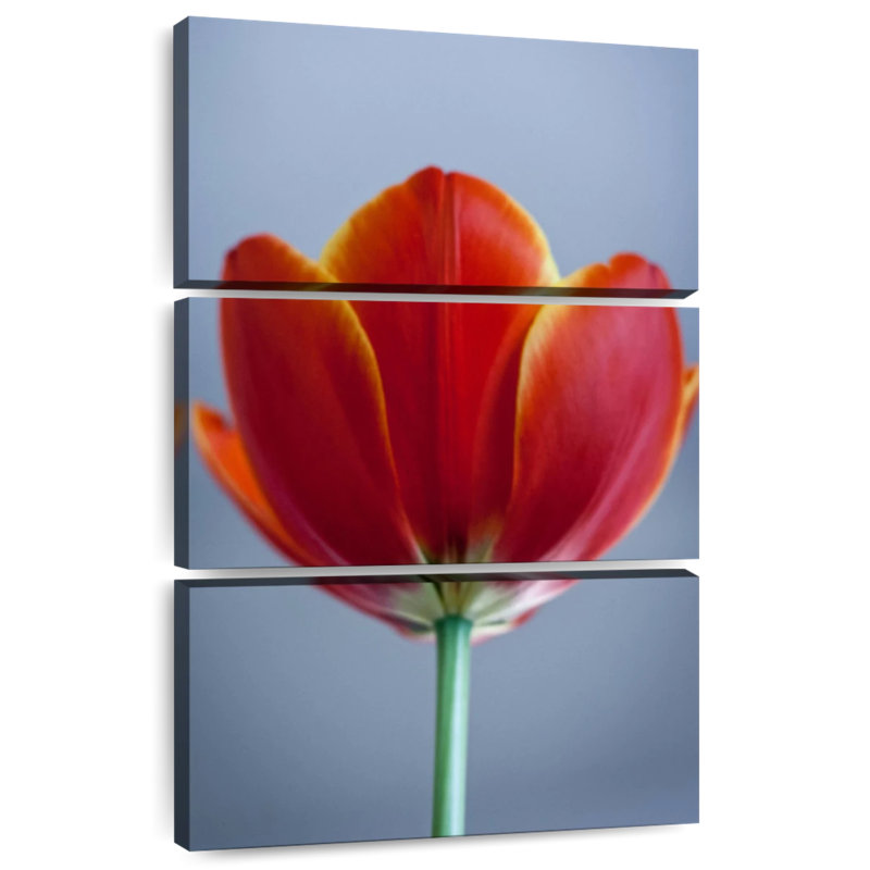 Tulipe rouge Harnek, H 50 po x l 32 po