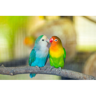 Lovebird Kiss - Wrapped Canvas Print