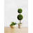 Serene Spaces Living Live Boxwood Plant in Pot