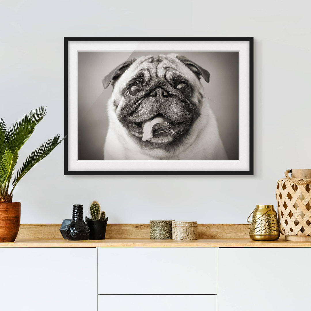 Gerahmtes Poster Funny Pug