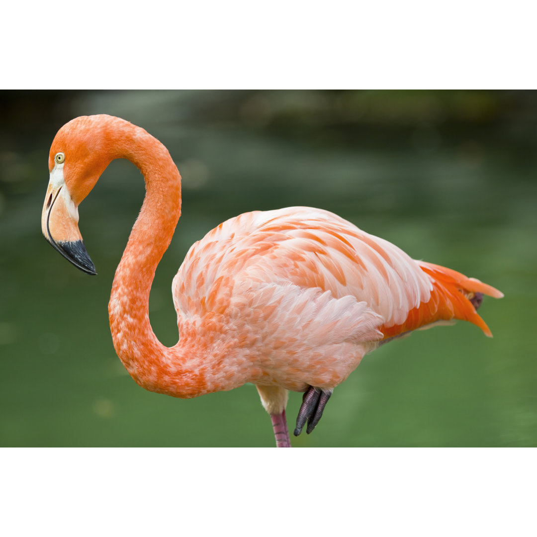 Amerikanischer Flamingo - Druck