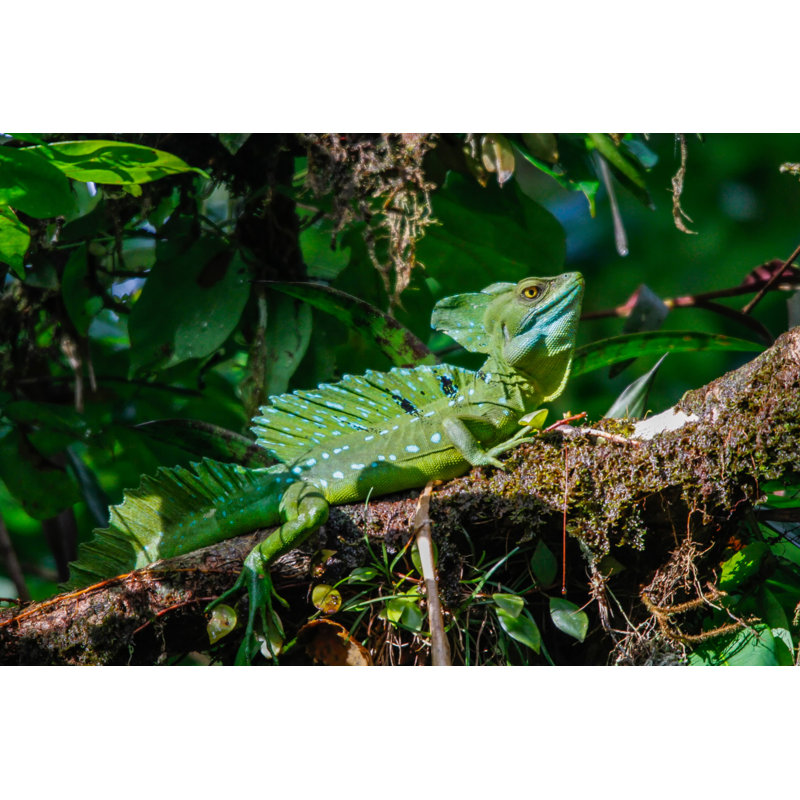 Green Basilisk by Dagut - Wrapped Canvas Print, 51cm H x 76cm W