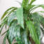 Artificial Foliage Plant in Pot Liner-124076062