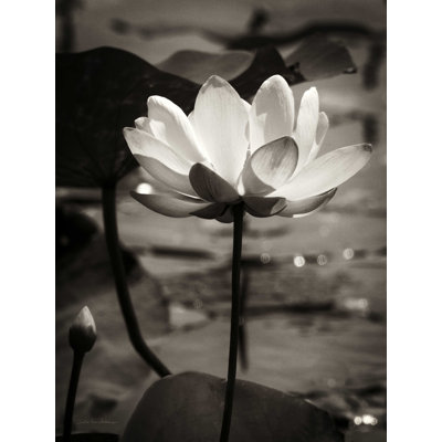 " Lotus Flower IX " by Debra Van Swearingen