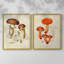 Champignon Variétés III - reproduction encadrée de qualité supérieure - prête à être accrochée - aucun clou requis - aucun clou requis-2140164716-2140164717