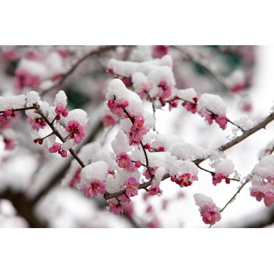Plum Blossom - Photographie sur toile tendue