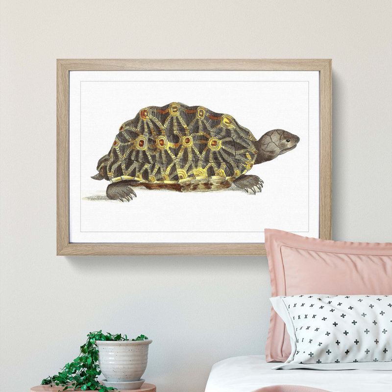 Tortoise by George Shaw - Framed Print, 36cm H x 48cm W x 2cm D, Oak Framed