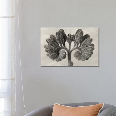 Blossfeldt Botanical VIII by Karl Blossfeldt - Wrapped Canvas Print
