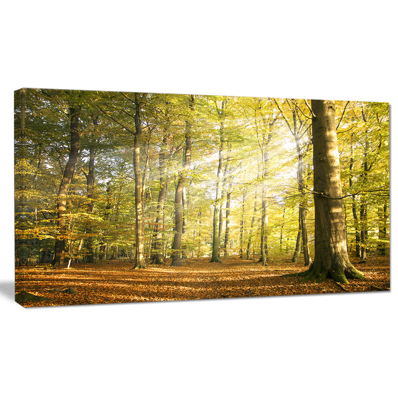 " Sun Rays Hitting Forest ", 16" H x 32" W x 1" D