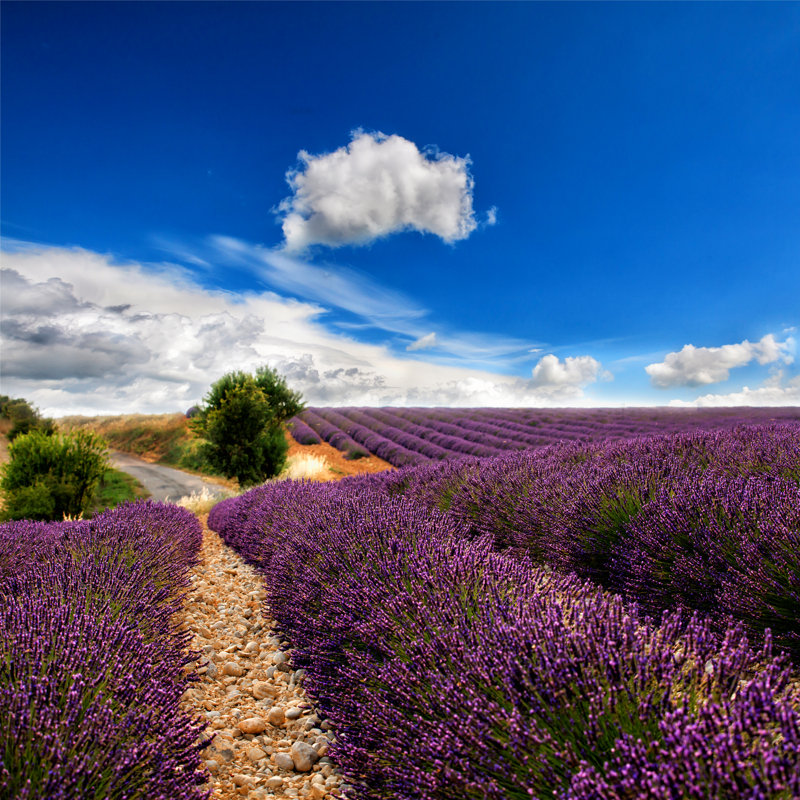 Lavender Field - Wrapped Canvas Print, 30cm H x 46cm W x 3.8cm D
