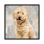 «Poodle», reproduction sur toile-72394922-72394923-33363040