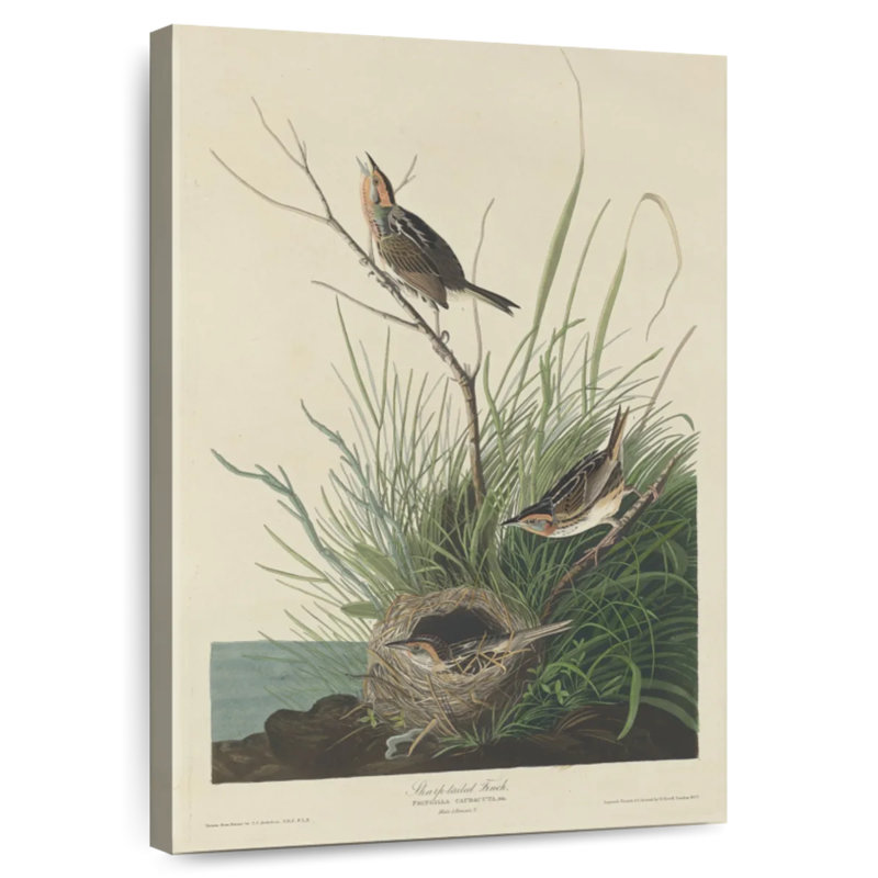 Keiri Sharp-Tailed Finch, 24" H x 16" W