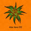 «Abstract Aloe Vera III», reproduction sur toile tendue-326723489